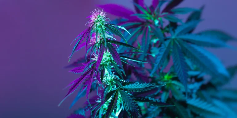 Green Valley Cannabis Dispensary Denver CO Hero Image 2